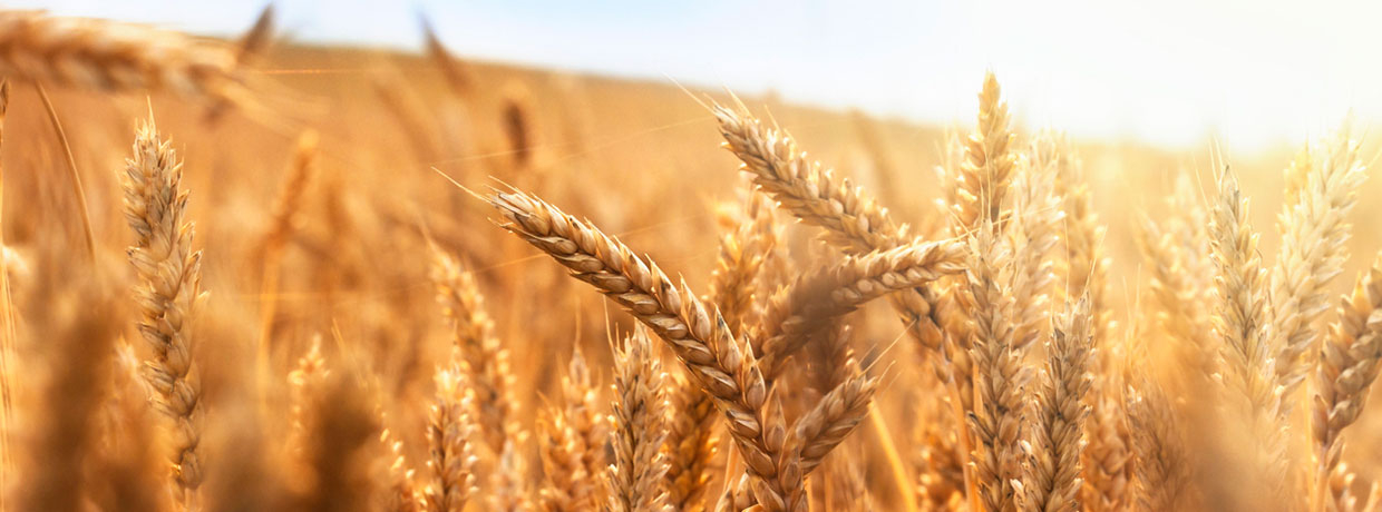 Worauf Sie beim Kauf von Spermidin-Produkten achten sollten