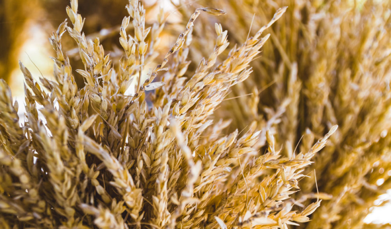 Weizenkeime: Erklärung, Einsatz und Studien